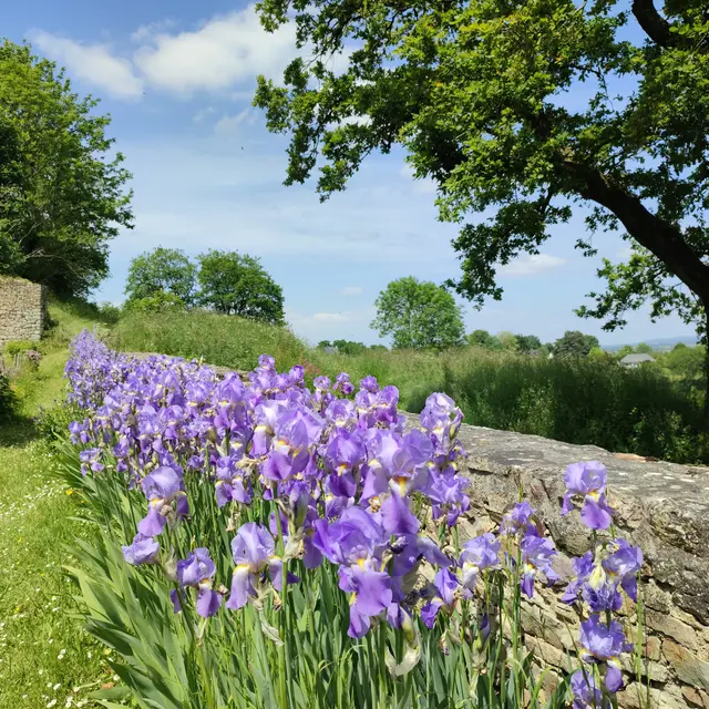 2022 - 2023 Fleurs à Sainte-Suzanne ©Office de tourisme de Sainte-Suzanne les Coëvrons (2)