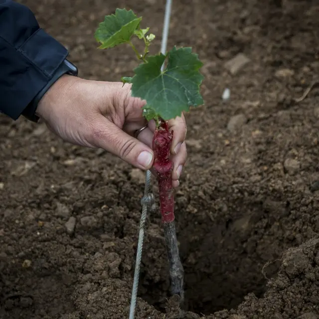 viens-planter-ton-cep-HauteGoulaine_2024_levignobledenantes-tourisme.com