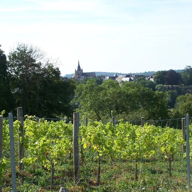 Le Coteau des Vignes