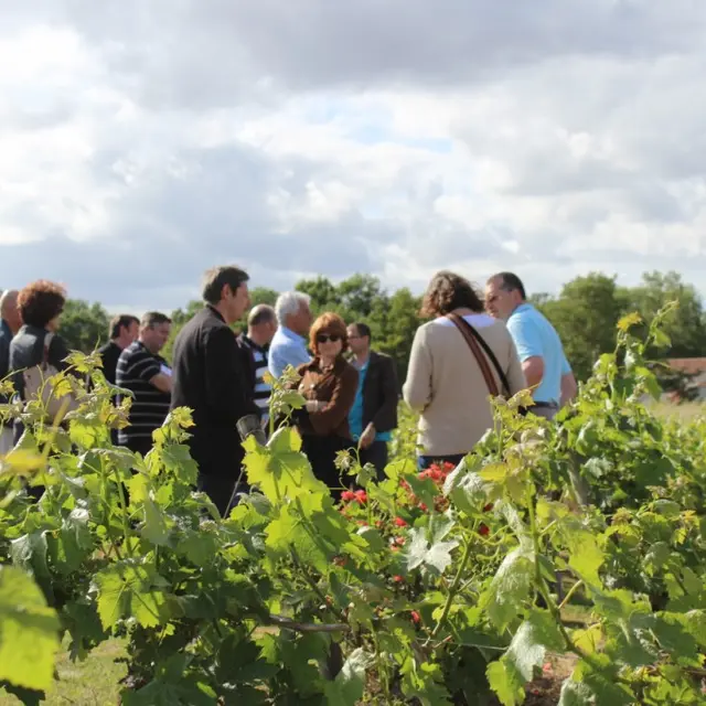 viticulteur-forgesu-mouzillon-44-DEG (6)