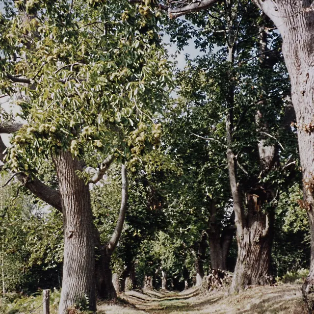 Randonnée pédestre.Lavernat