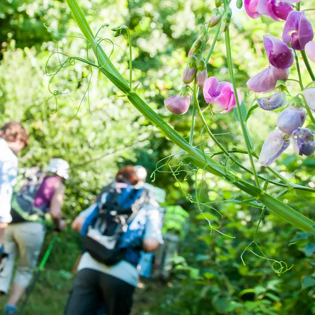 Randonnée pédestre - Lavenay