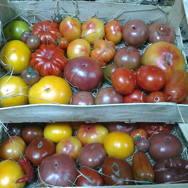 Colection-de-tomate-2048x1536