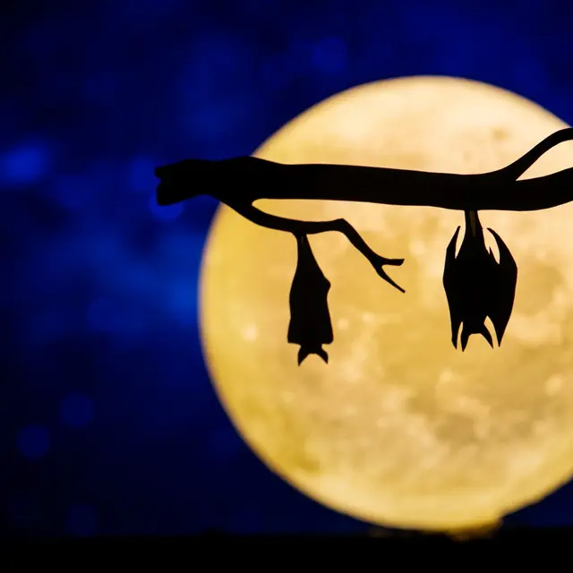 Crépuscule_Clisson_2024_levignobledenantes-tourisme.com