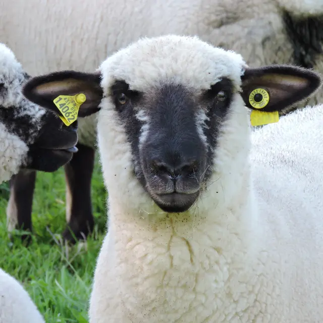 Brebis Hampshire
