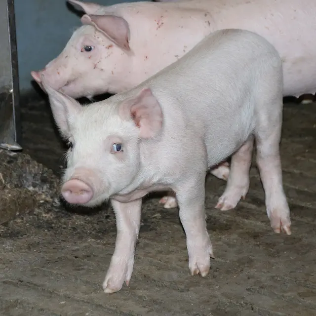 Aux saveurs d'Antan