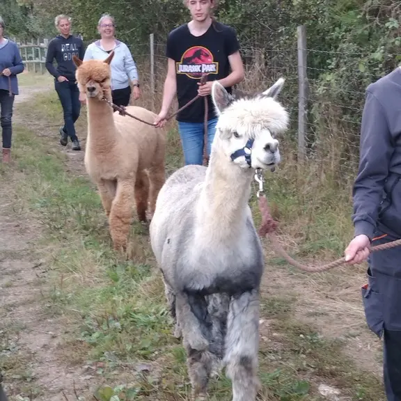 Mini-stages et stages de découverte des alpagas