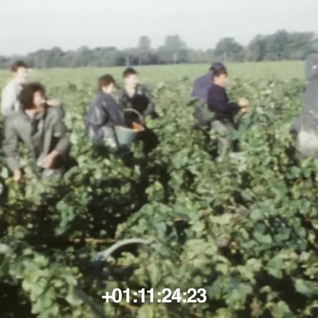 Images d'archives du Vignoble Nantais