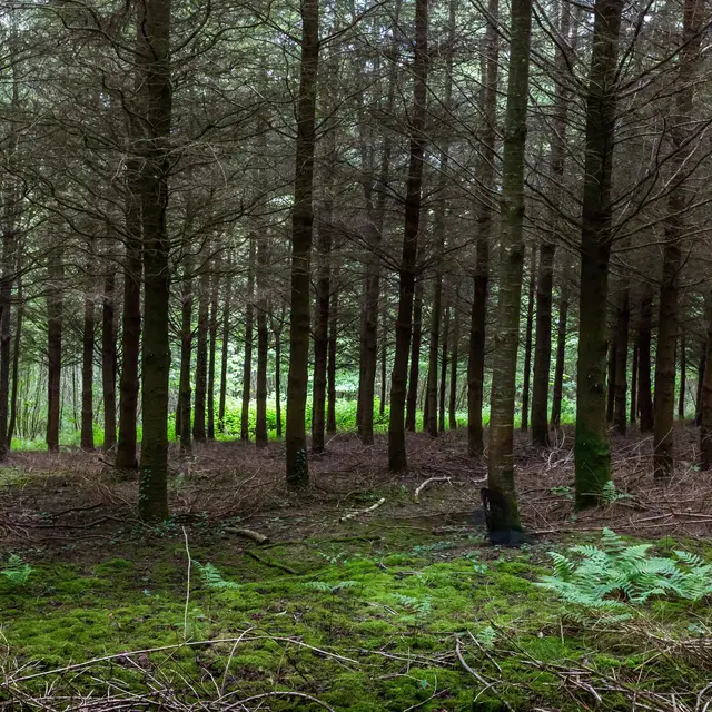 Ize-Mont-Rochard---CP-P