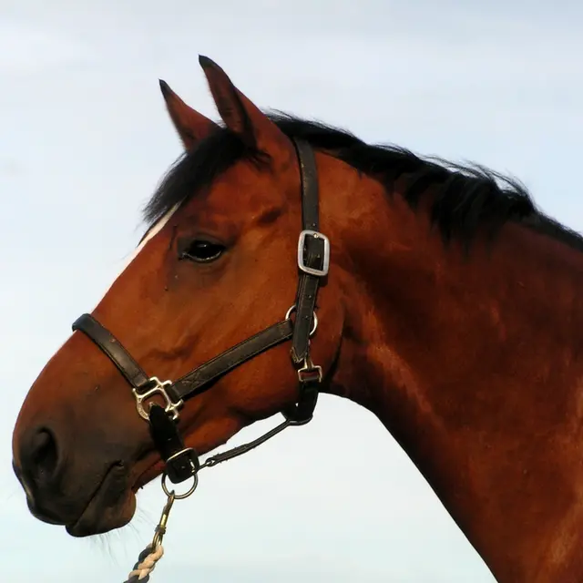 LOI-centre-equestre-chateau-gontier