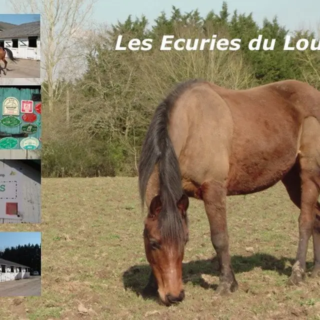 LOI-ecuries-du-loup-4