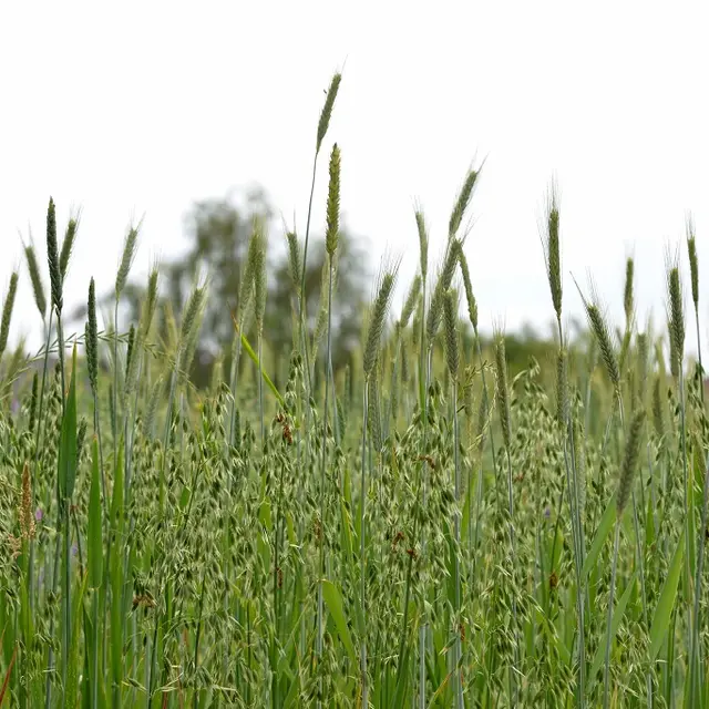 La ferme nazairienne Entre chèvres et choux