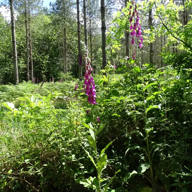 Randonnée pédestre.La Flèche