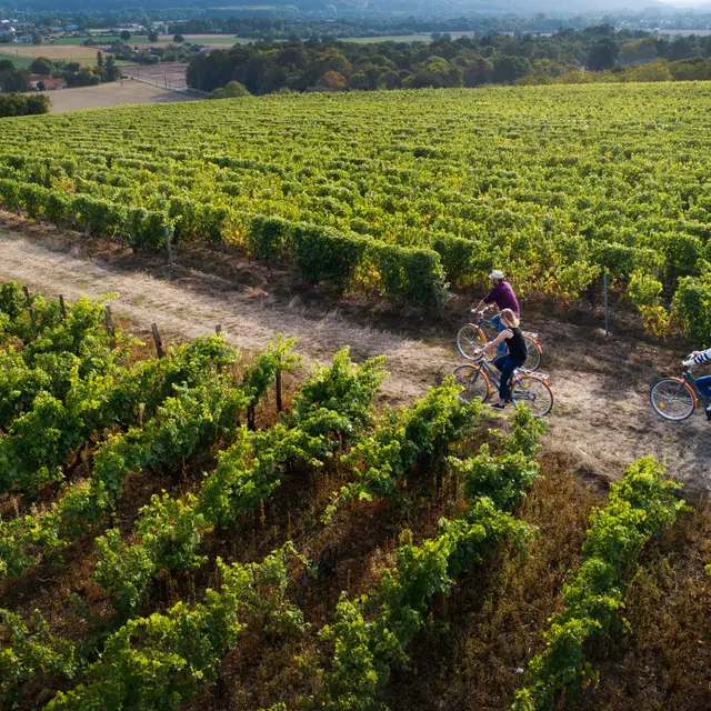 Vignoble de la vallée du Loir
