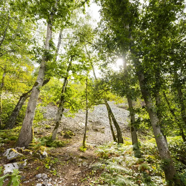 Pierrier, Saint-Léonard-des-Bois