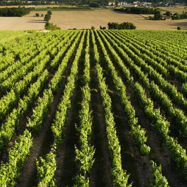Vignoble de la vallée du Loir