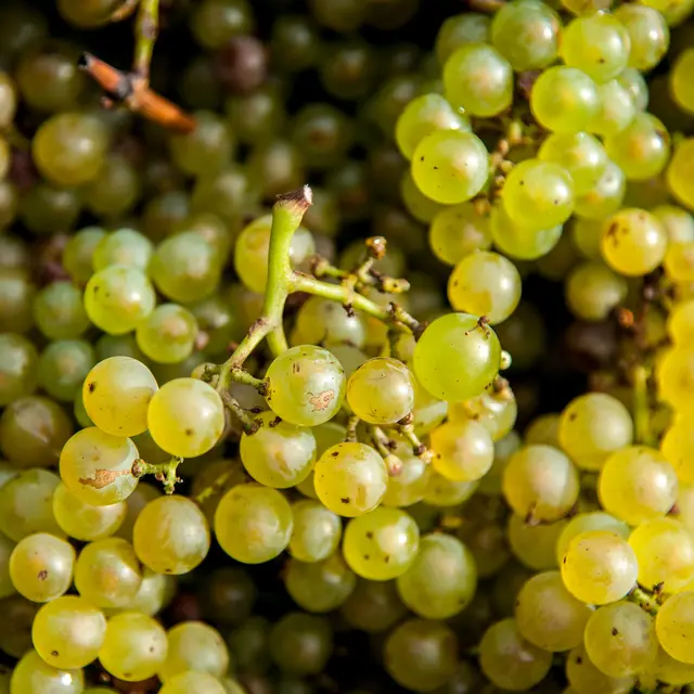 domaine de l'ecu-VENDANGES 2021