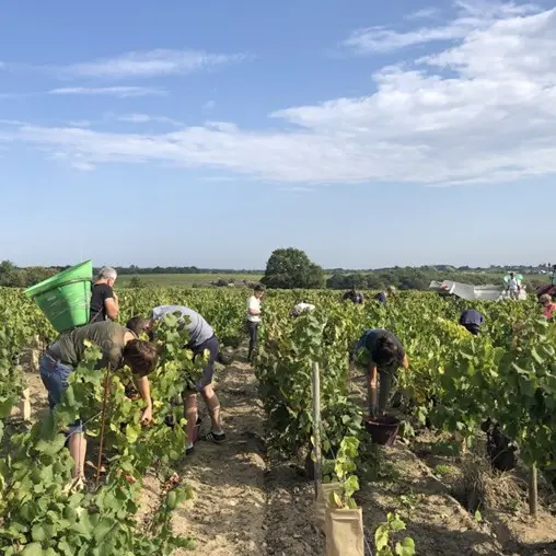 VendangesenfamilleLieubeau_ChateauThébaud_DestinationVignobleNantais.com