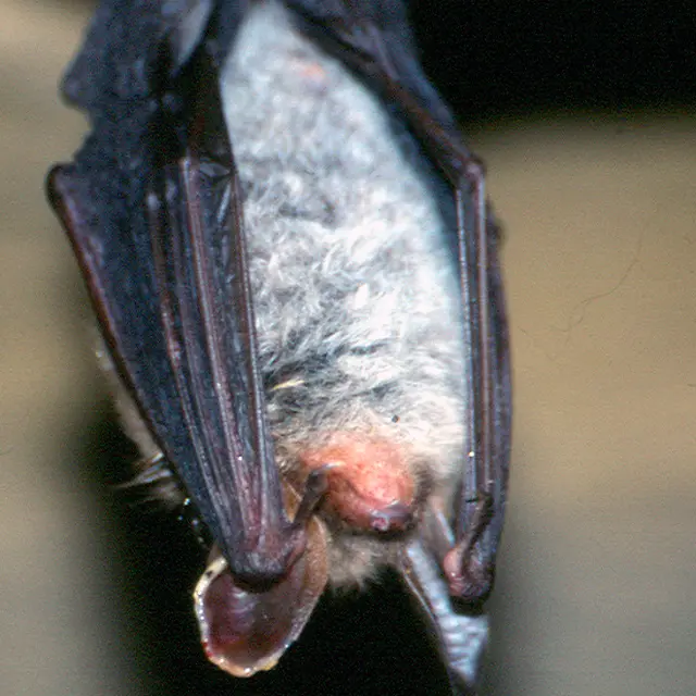 Randonnée pédestre. Saint Germain du Val