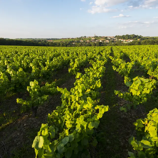 Vue sur Saint Fiacre sur Maine randonnée vignes