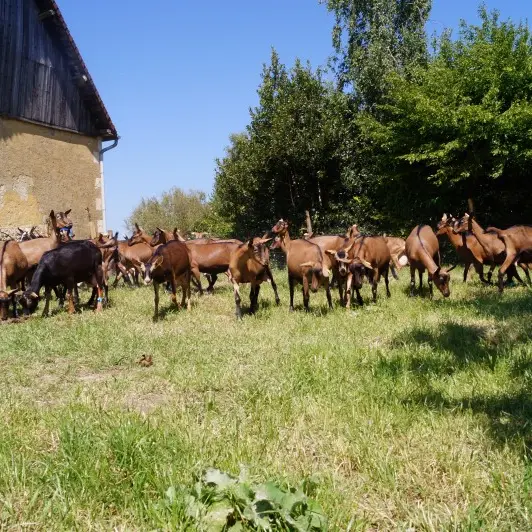 chevre-rie-theligny-DEG