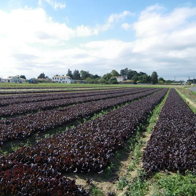 circuit-petitanjou-stjulien-levignoblenantes-tourisme (12)