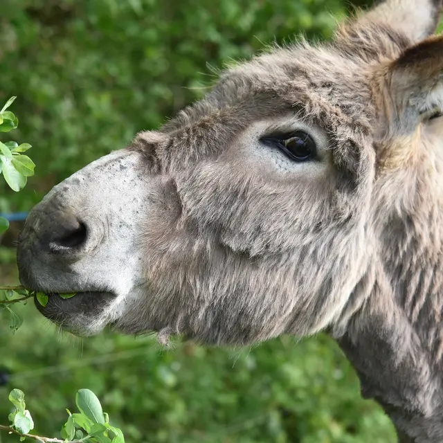 De la traite au savon - atelier pédagogique Laval - asinerie du bois gamats