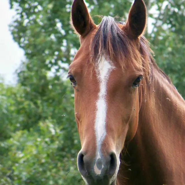 L'écurie du Plessis à Bierné