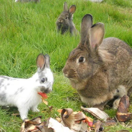 fermedelapapiniere-stgeorgesbuttavent-53-loi-1