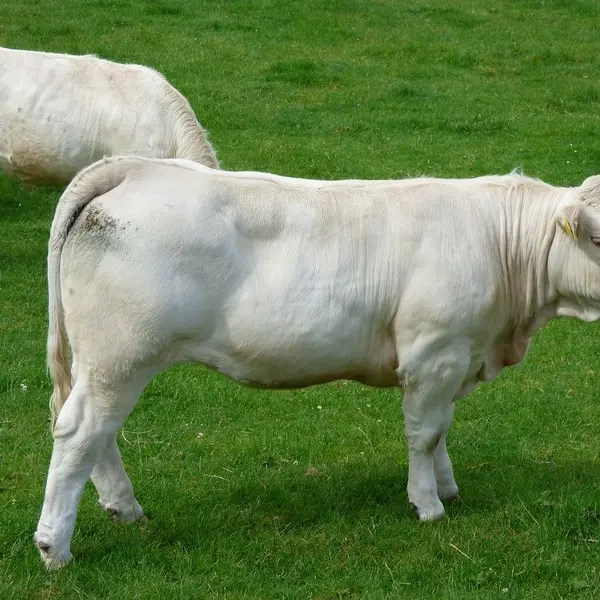 generique-charolaise-1215669