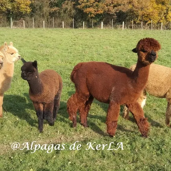 Alpagas au pré