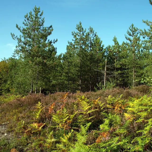 circuit-pedestre-roche-brune-montreuil-le-chetif-72-iti-1