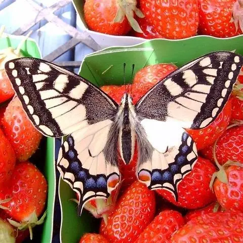 papillon-fraise