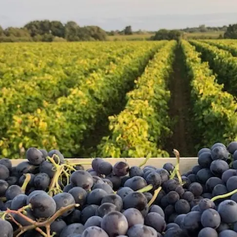 porrte ouvertes bois huaut gorges