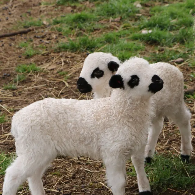 Parc Animalier de Gramat