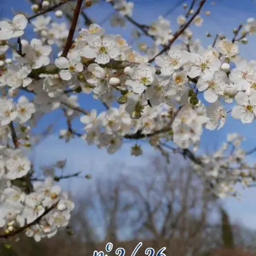 52176516756157615765555515751781887991791973613731721271