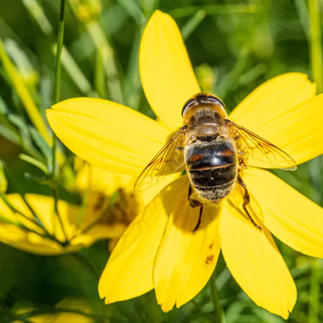 Abeille