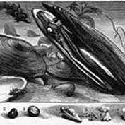 Lithographie moule perlière