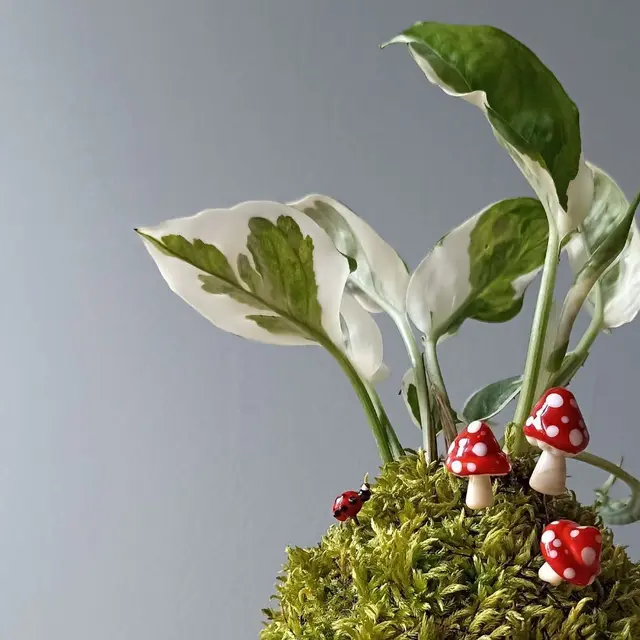 Kokedama avec décor en verre de Murano, Mon petit uni-verre