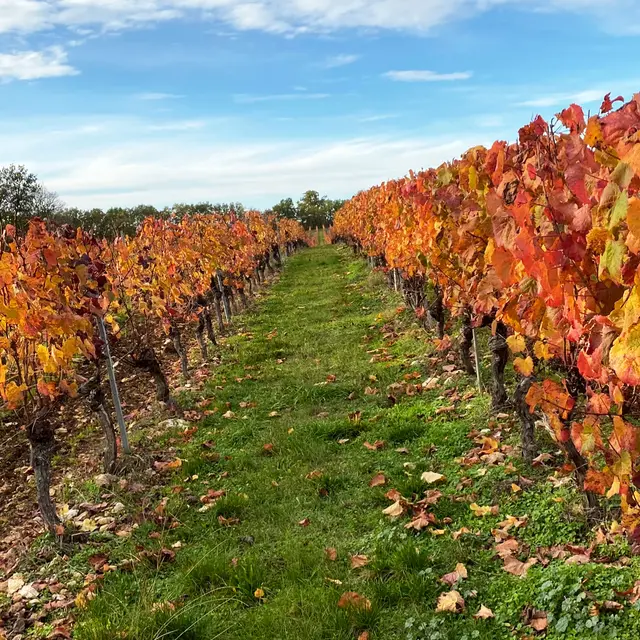 vignes