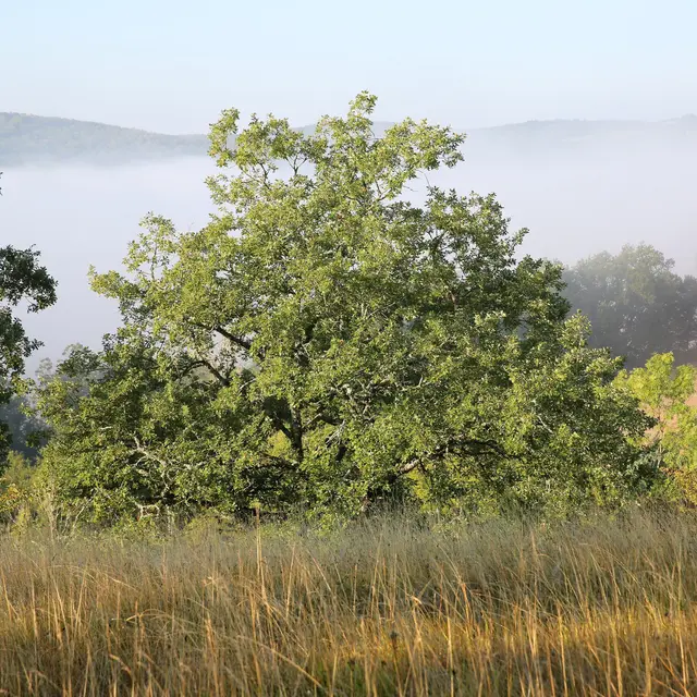 Le causse à Boussac © Jerôme Morel