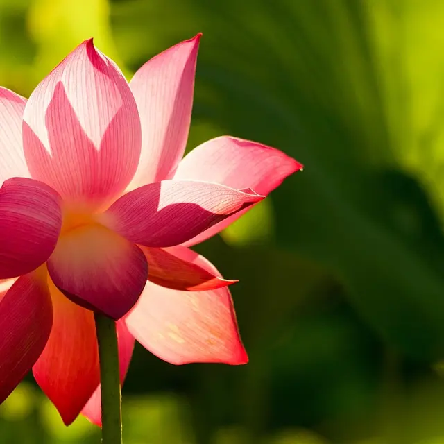©drphuc_Pixabay_flower-3519828_1280