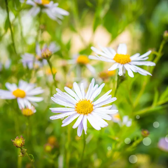 02356-OTVD-CC-BY-NCMaxime-Seimbille-Dronieguy.---Vallee-de-la-Dordogne.jpg-1200px