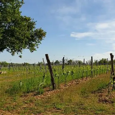 Vignoble Cantemerle