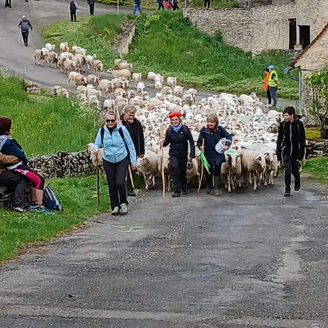 04 - 14 & 15 avril - Transhumance à Séniergues
