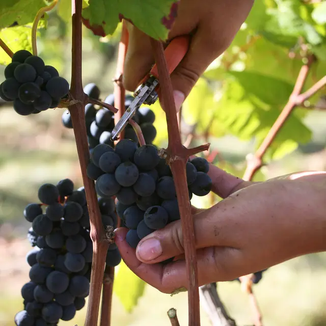 Vendanges au Château Lagrézette