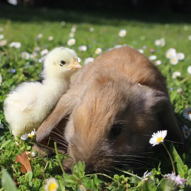 Pâques au parc animalier de Gramat