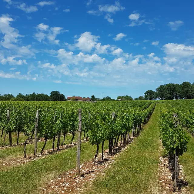 VIGNES1