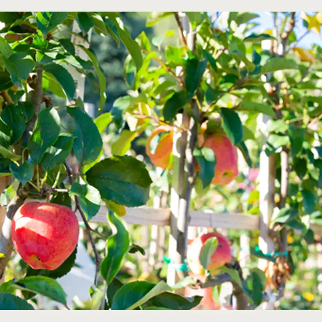 2023_03_11_taille_des_fruitiers