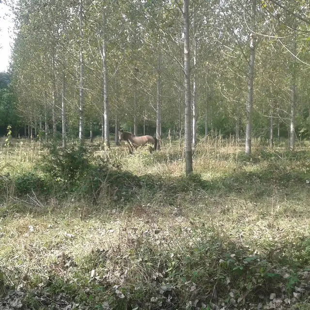 Ferme équestre cheval rando